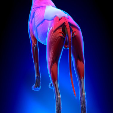 Dog Muscles Anatomy - Anatomy of a Male Dog Muscles clipart
