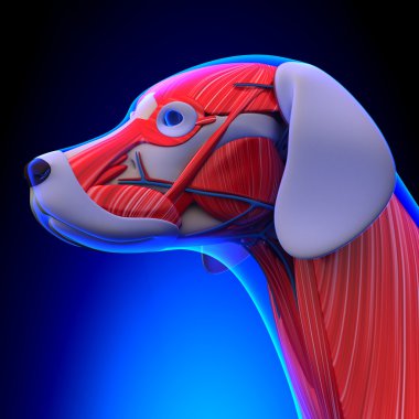 Dog Muscles Anatomy - Anatomy of a Male Dog Muscles clipart