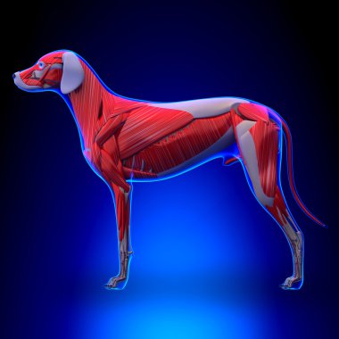 Dog Muscles Anatomy - Muscular System of the Dog clipart