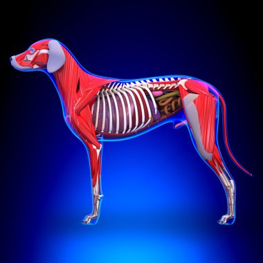 İç organların anatomisi - erkek köpek iç Org anatomi köpek