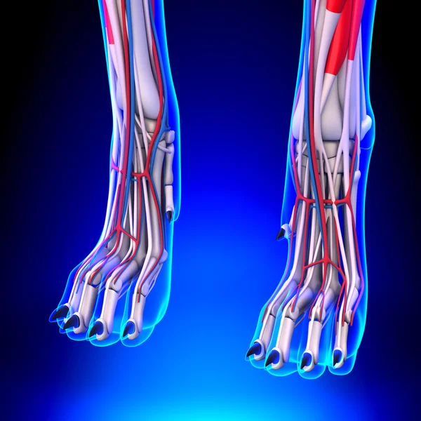 Hond voorpoten anatomie met Circulatory System — Stockfoto