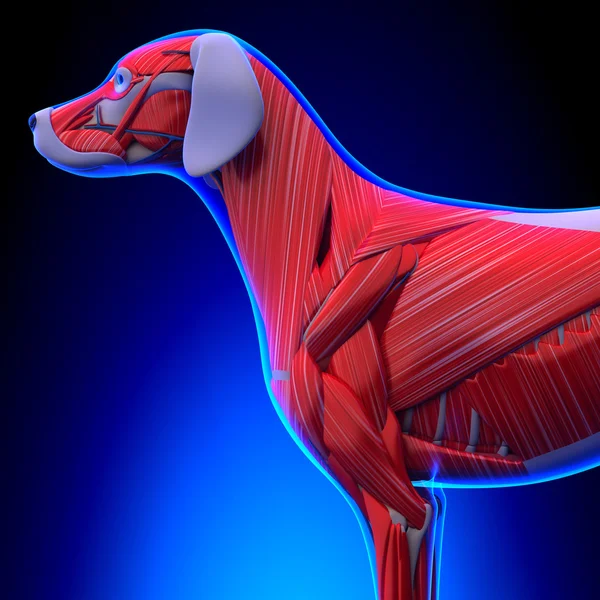 狗肌肉解剖-解剖学的公狗肌肉 — 图库照片