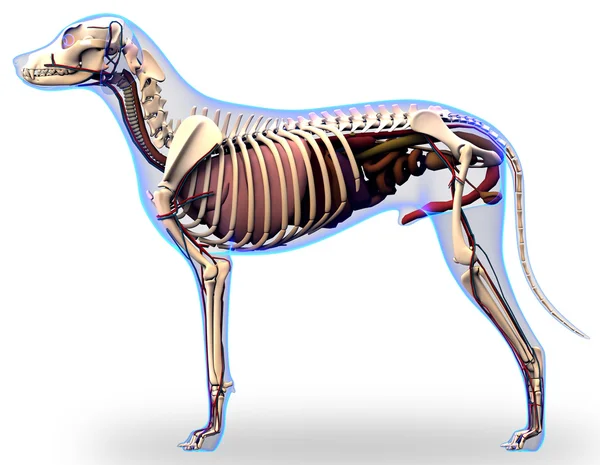 Anatomia dos Órgãos Internos do Cão Anatomia de um Org Interno de Cão Masculino — Fotografia de Stock