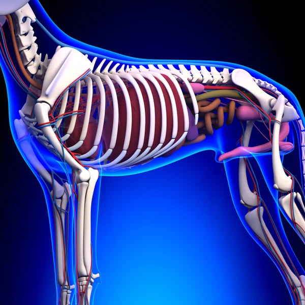 Pies anatomii narządów wewnętrznych - anatomia męski pies wewnętrznego Org — Zdjęcie stockowe