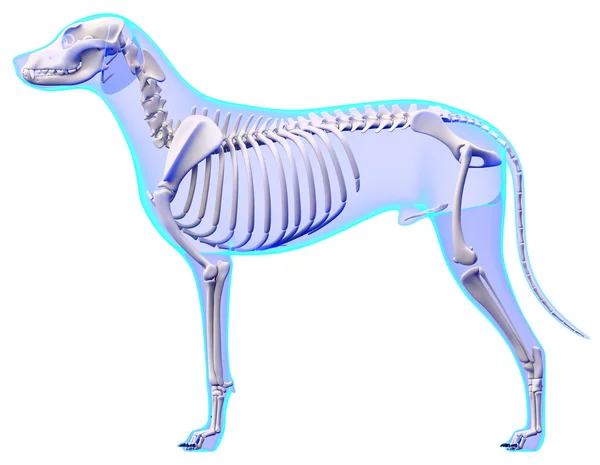 Анатомія собаки - анатомія чоловічого собачого скелета — стокове фото