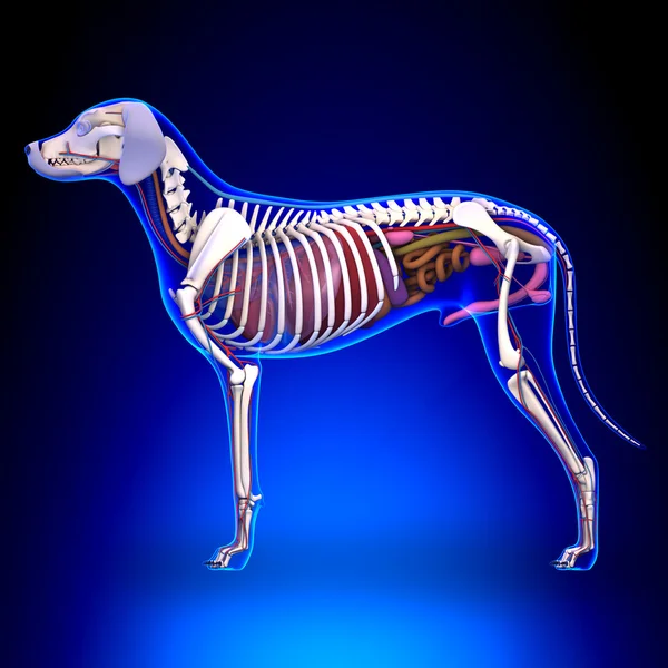 狗的内部器官解剖-解剖学的公狗内部组织结构图 — 图库照片