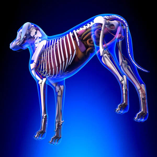 Organes internes du chien Anatomie - Anatomie d'un organe interne du chien mâle — Photo