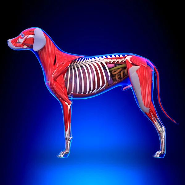 Hond inwendige organen anatomie - anatomie van een mannelijke hond interne Org — Stockfoto