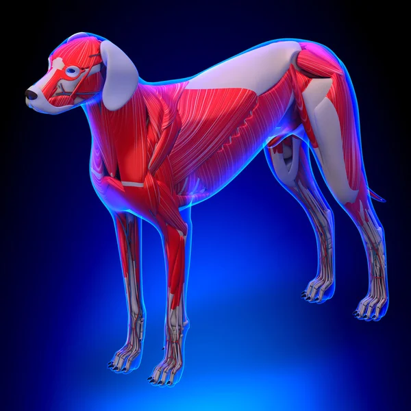 Dog Muscles Anatomy - Anatomy of a Male Dog Muscles — Stock Image Dog Muscles Anatomy - Anatomy of a Male Dog Muscles Royalty Free Stock Photos
