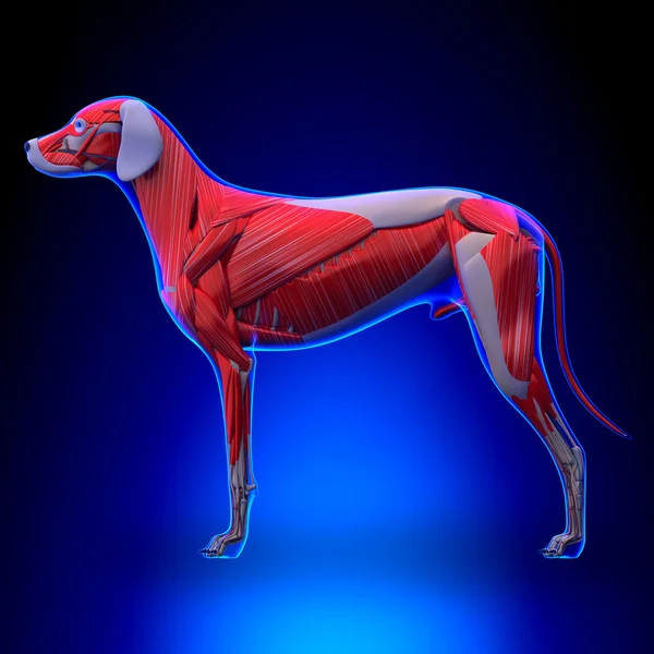 Dog Muscles Anatomy - Muscular System of the Dog — Stock Image Dog Muscles Anatomy - Muscular System of the Dog Stock Photo
