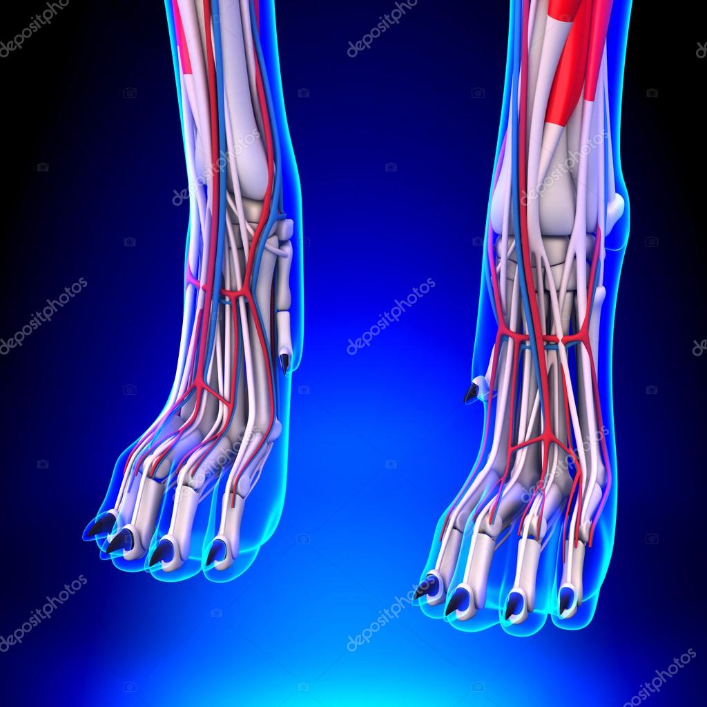 anatomie voorpoot hond anatomie voorpoot hond