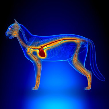 Kalp - dolaşım sistemi anatomisi kedi