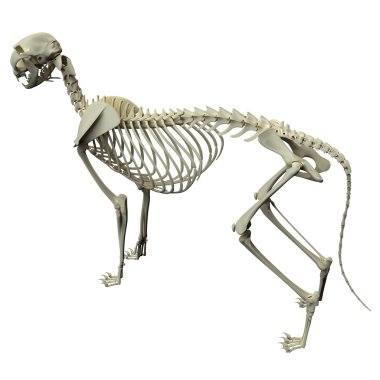 İskelet anatomi - bir kedi iskelet anatomisi - yan görünüm kedi