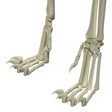 Cat Hind Legs Anatomy Bones clipart