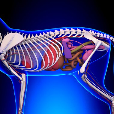 Kedi anatomisi - dahili bir kedi anatomisi