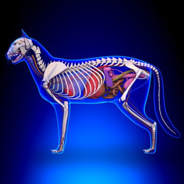 Kedi anatomisi - dahili bir kedi anatomisi