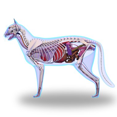 Kedi anatomisi - dahili bir kedi anatomisi