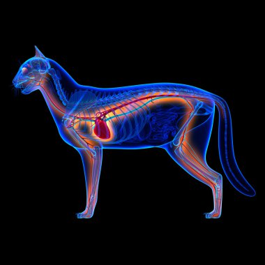 Kedi kalp - dolaşım sistemi anatomisi üzerine siyah izole.