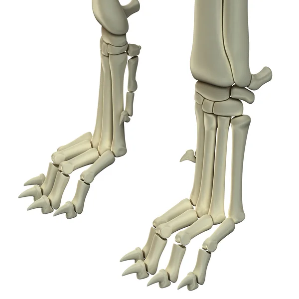 Huesos de anatomía de patas de perro Hind — Foto de Stock