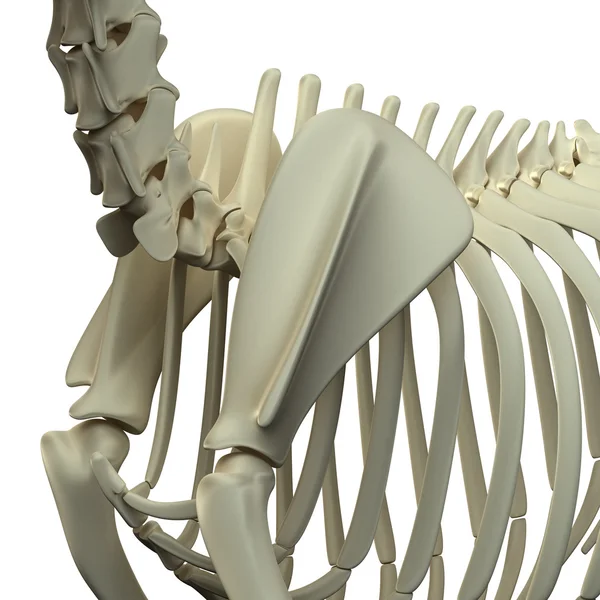 Dog Scapula Anatomy - Anatomy of a Canine Scapula — Stock Photo, Image