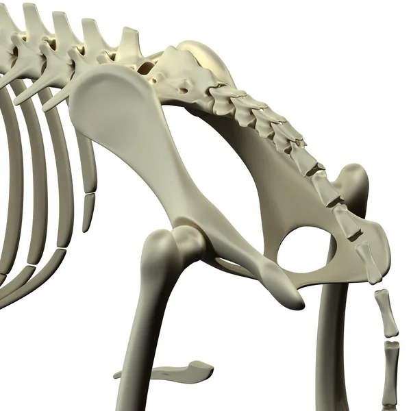 Perro Pelvis Anatomía de la cadera Anatomía de una pelvis canina Cadera — Foto de Stock