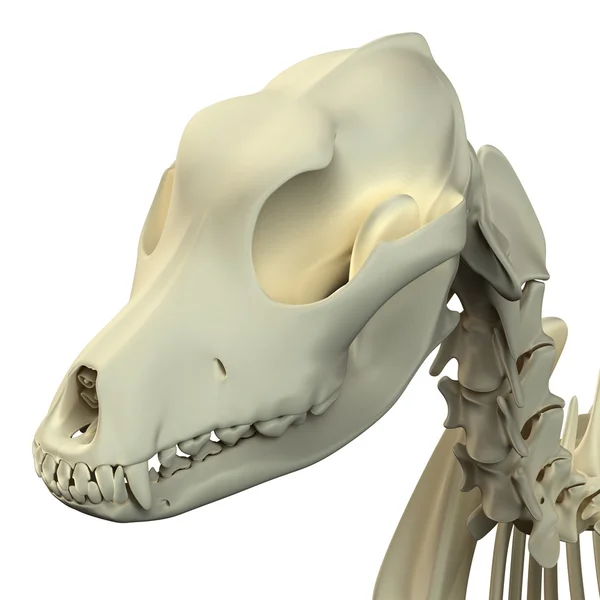 Köpek Skull anatomi - bir erkek köpek kafatası anatomisi — Stok fotoğraf