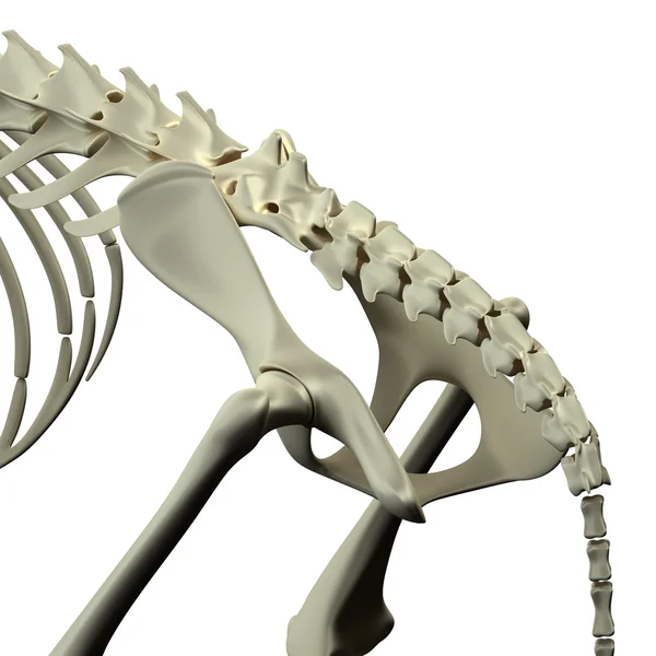 Anatomía de la cadera de la pelvis del gato - Anatomía de la pelvis del gato — Foto de Stock