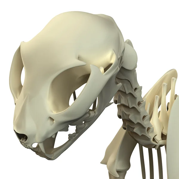 Anatomie eines Katzenschädels - Anatomie eines Katzenkraniums — Stockfoto