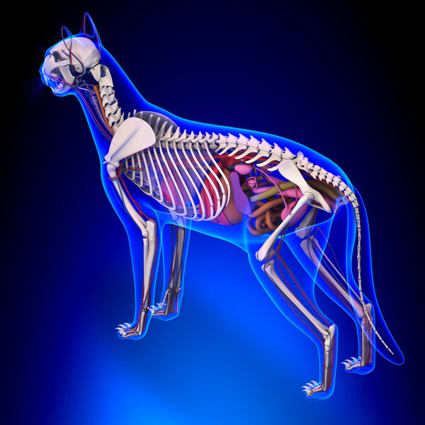 Кошка-Анатомия - Внутренняя анатомия кошки