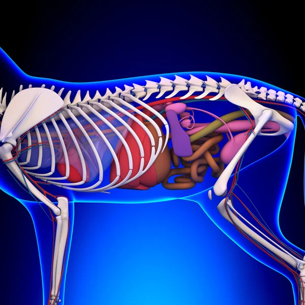 Cat Anatomy - Internal Anatomy of a Cat — Stock Photo, Image