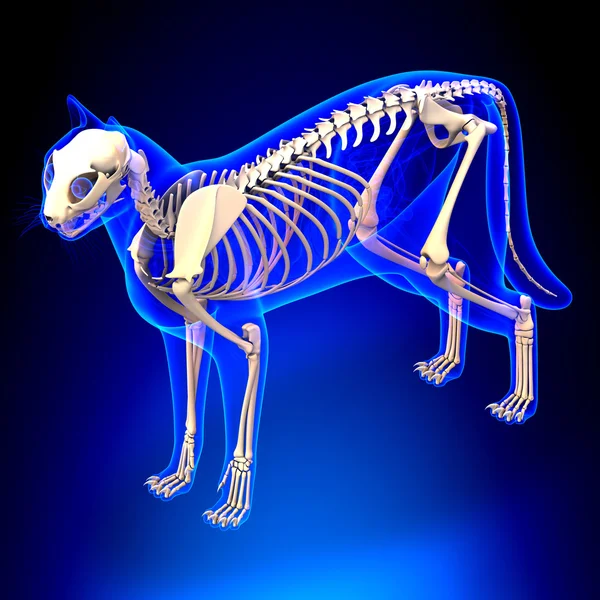 Cat Skeleton Anatomy - Anatomy of a Cat Skeleton - perspective v — Stock Photo, Image