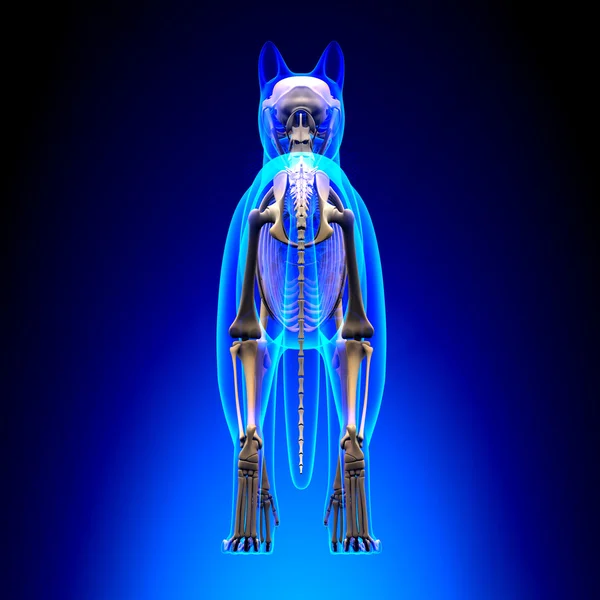 Cat Skeleton Anatomy - Anatomy of a Cat Skeleton - back view — Stock Photo, Image