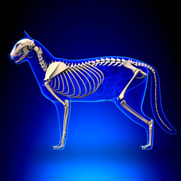 Cat Skeleton Anatomy - Anatomy of a Cat Skeleton — Stock Photo, Image