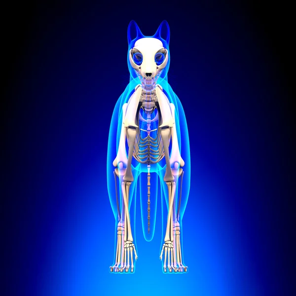 Cat Skeleton Anatomy - Anatomy of a Cat Skeleton - front view — Stock Photo, Image