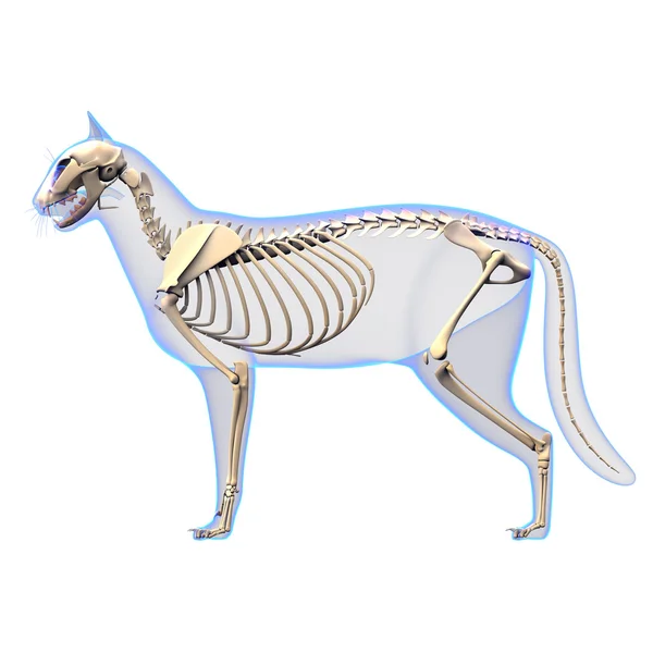 Cat Skeleton Anatomy - Anatomy of a Cat Skeleton - side view — Stock Photo, Image