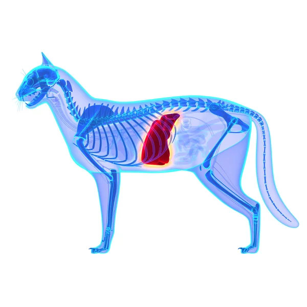 Cat Liver - Felis Catus Anatomy - isolated on white — Stock Photo, Image