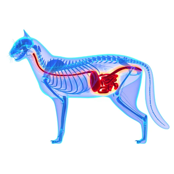 Układ trawienny kota - Felis Catus anatomii - na białym tle — Zdjęcie stockowe