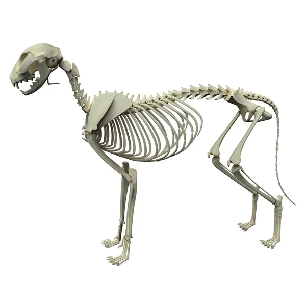 desaparecer Feudo ignorancia Esqueleto de perro fotos de stock, imágenes de Esqueleto de perro sin  royalties | Depositphotos