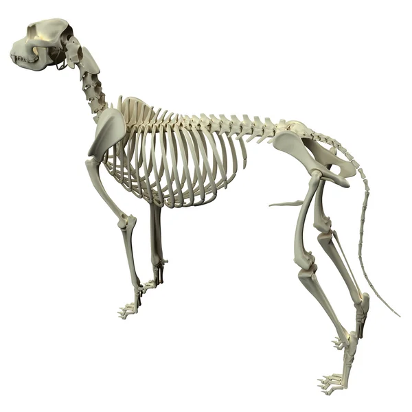 Dog skeleton Stock Photos, Royalty Free Dog skeleton Images | Depositphotos