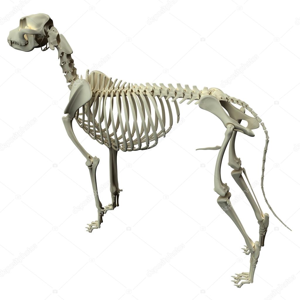 Dog Skeleton Anatomy - Anatomy of a Male Dog Skeleton