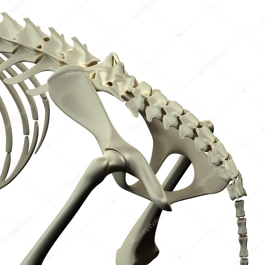Imágenes: anatomia de la cadera | Pelvis cadera anatomía - anatomía de
