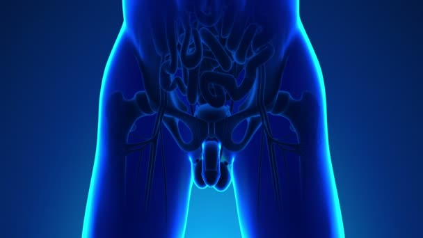 Anatomie lidského močového měchýře - lékařské X-Ray skenování — Stock video