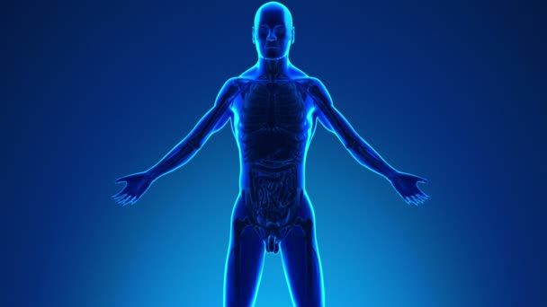 Anatomia człowieka układ trawienny - medyczne X-Ray skanowania — Wideo stockowe