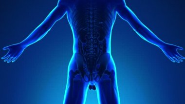 İnsan böbrek - tıbbi X-Ray tarama anatomisi