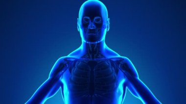 Anatomi insan tiroid - tıbbi X-Ray tarama