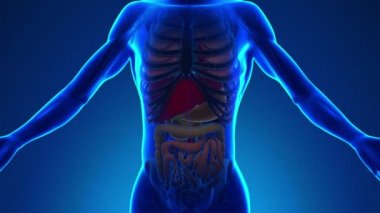 İnsan mide - tıbbi X-Ray tarama anatomisi