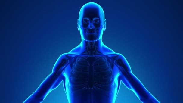 Анатомия гортани человека - медицинское рентгеновское сканирование — стоковое видео