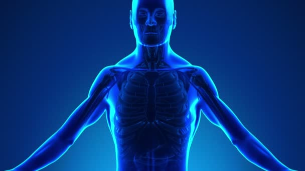 Анатомия легких человека - медицинское рентгеновское сканирование — стоковое видео