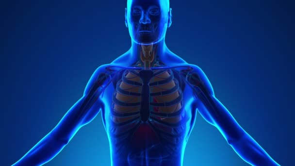 Анатомия дыхательной системы человека - медицинское рентгеновское сканирование — стоковое видео
