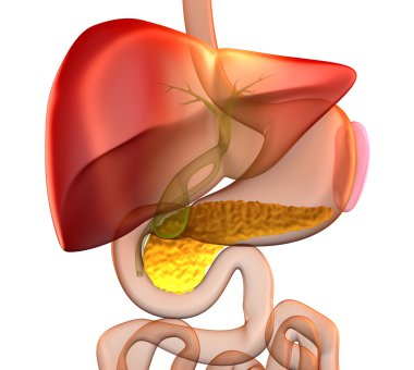 Pankreas çapraz bölüm gerçek insan anatomisi - beyaz izole